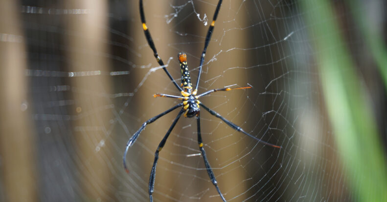 Seven ways to protect your camcorder from cobwebs and insects