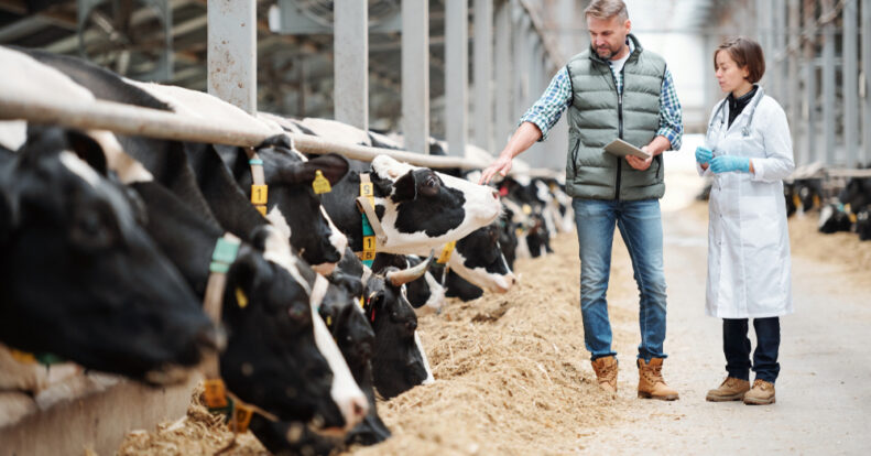 Video surveillance on the farm. 3 options + 6 functions