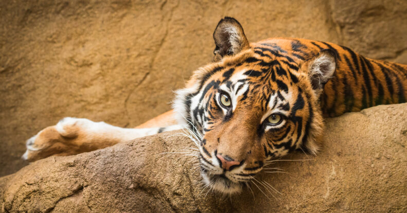 Видеонаблюдение за животными в зоопарке: 6 причин +прямые трансляции